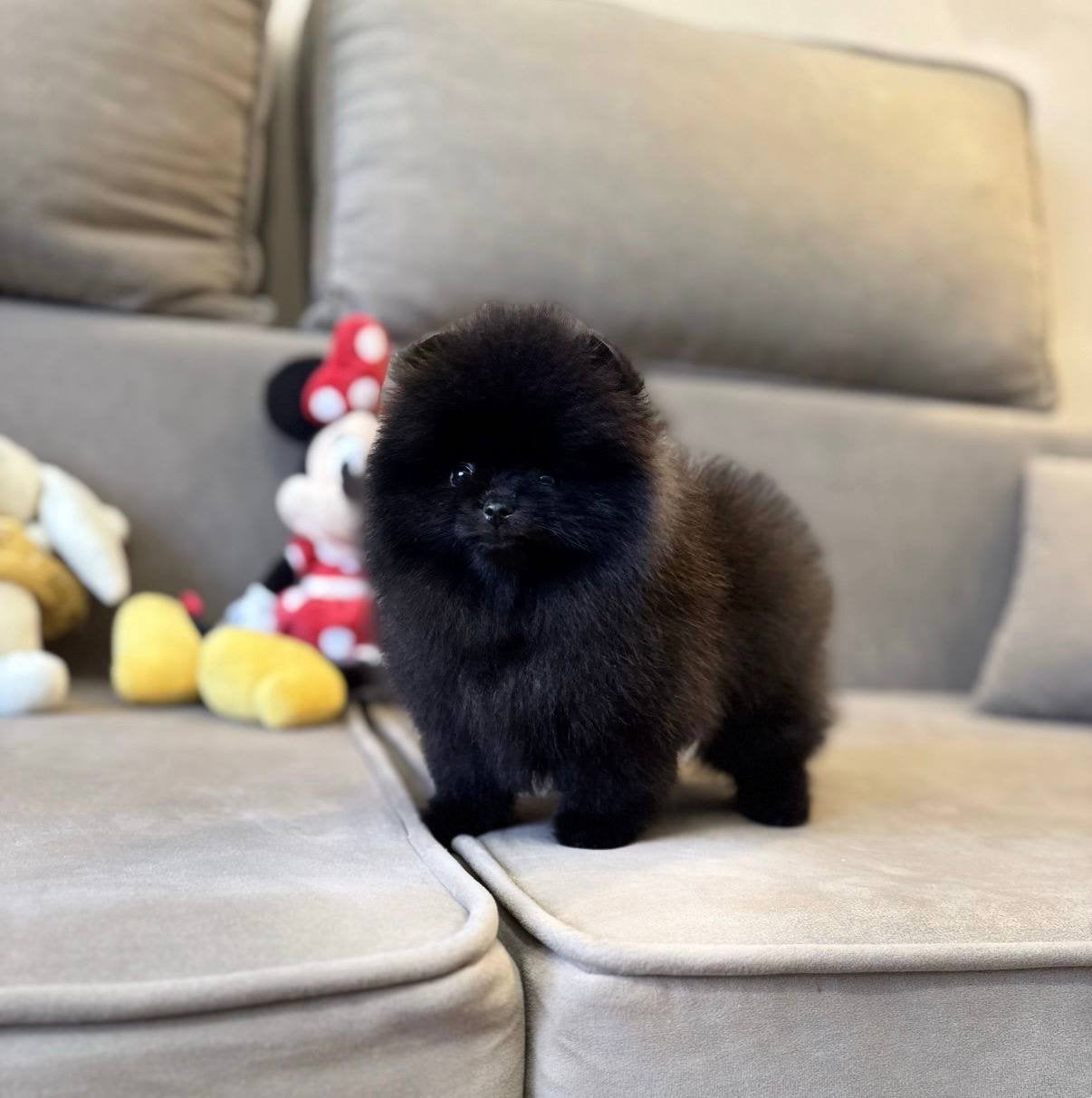 elegant zwart pomeriaan spitz teefje, Dieren en Toebehoren, Overige rassen, 8 tot 15 weken, Teef, Parvo