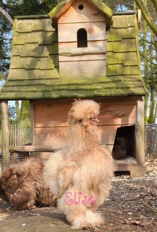 Haan USA zijdehoen zijdehoenders, Dieren en Toebehoren, Mannelijk, Kip