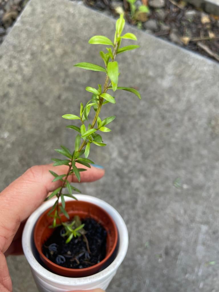 Manuka Tea Tree Plant - Jonge Leptospermum Scoparium, Tuin en Terras, Overige soorten, Volle zon, Vaste plant, Ophalen of Verzenden