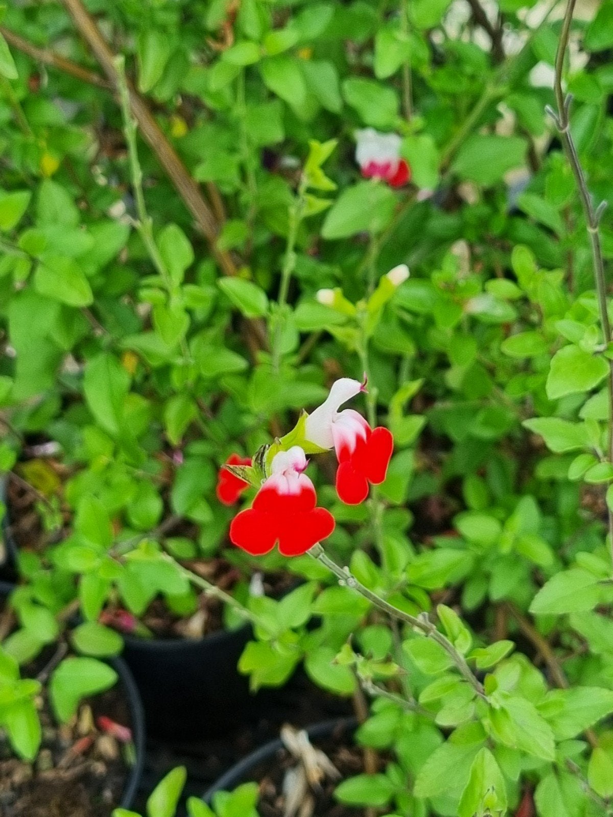 Salvia hotlips en de paars bloeiende, Tuin en Terras, Volle zon, Vaste plant, Zomer, Ophalen