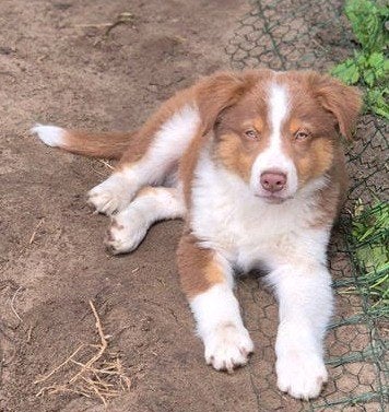Australian sheperd pups nog 1 reu, Dieren en Toebehoren, Overige rassen, 8 tot 15 weken, Meerdere, Meerdere dieren
