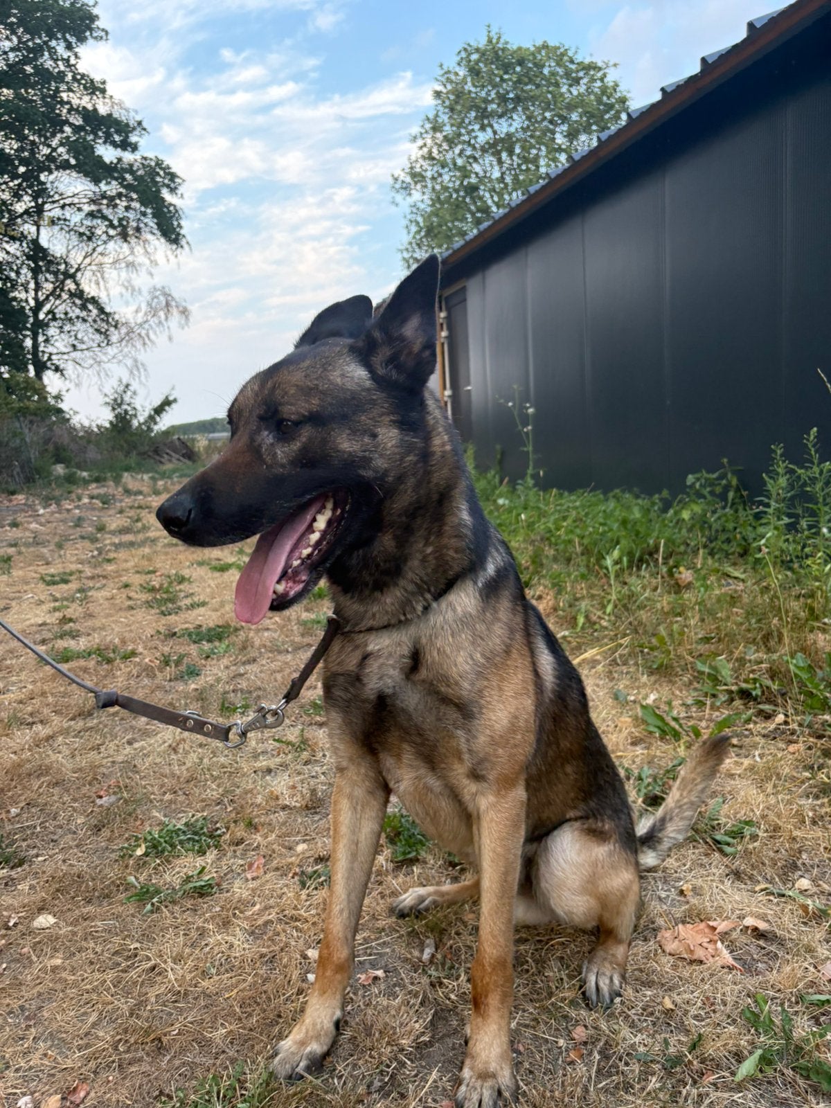 Mechelse herder reu, Reu, Eén hond, 3 tot 5 jaar, Herder
