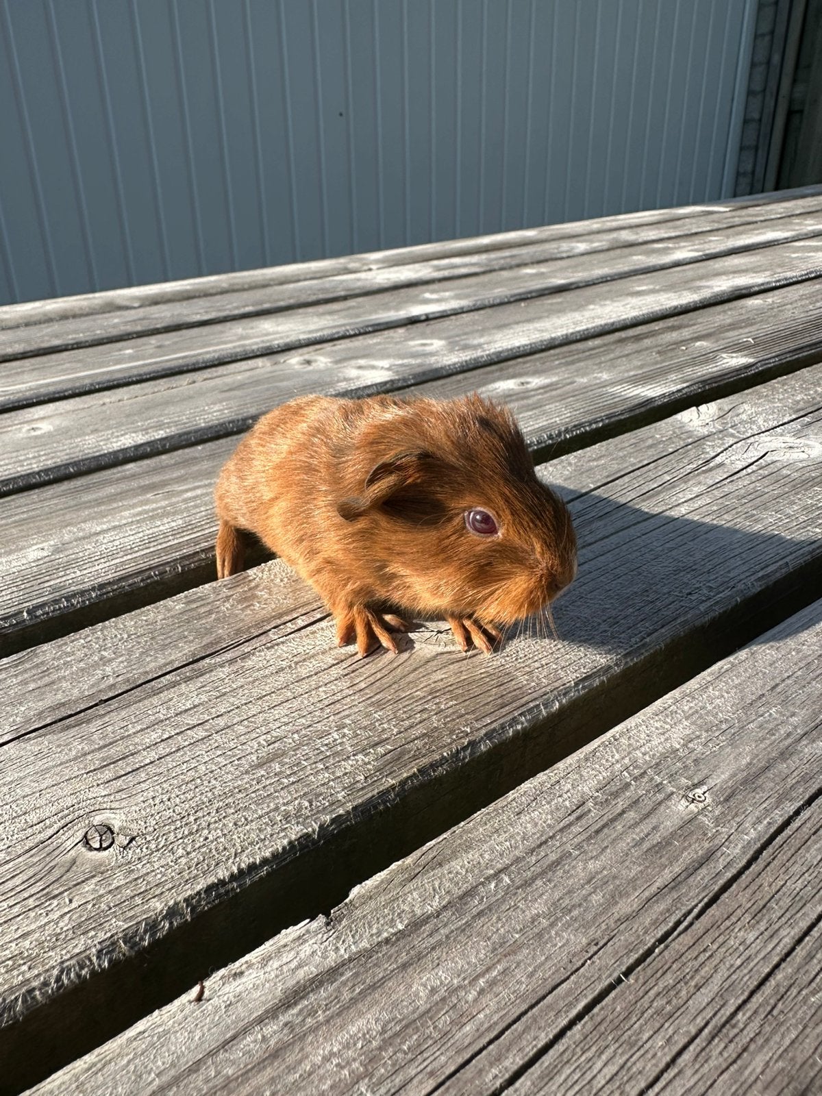 Prachtig cavia beertje jong vos, Cavia, Mannelijk, Juli, Tam