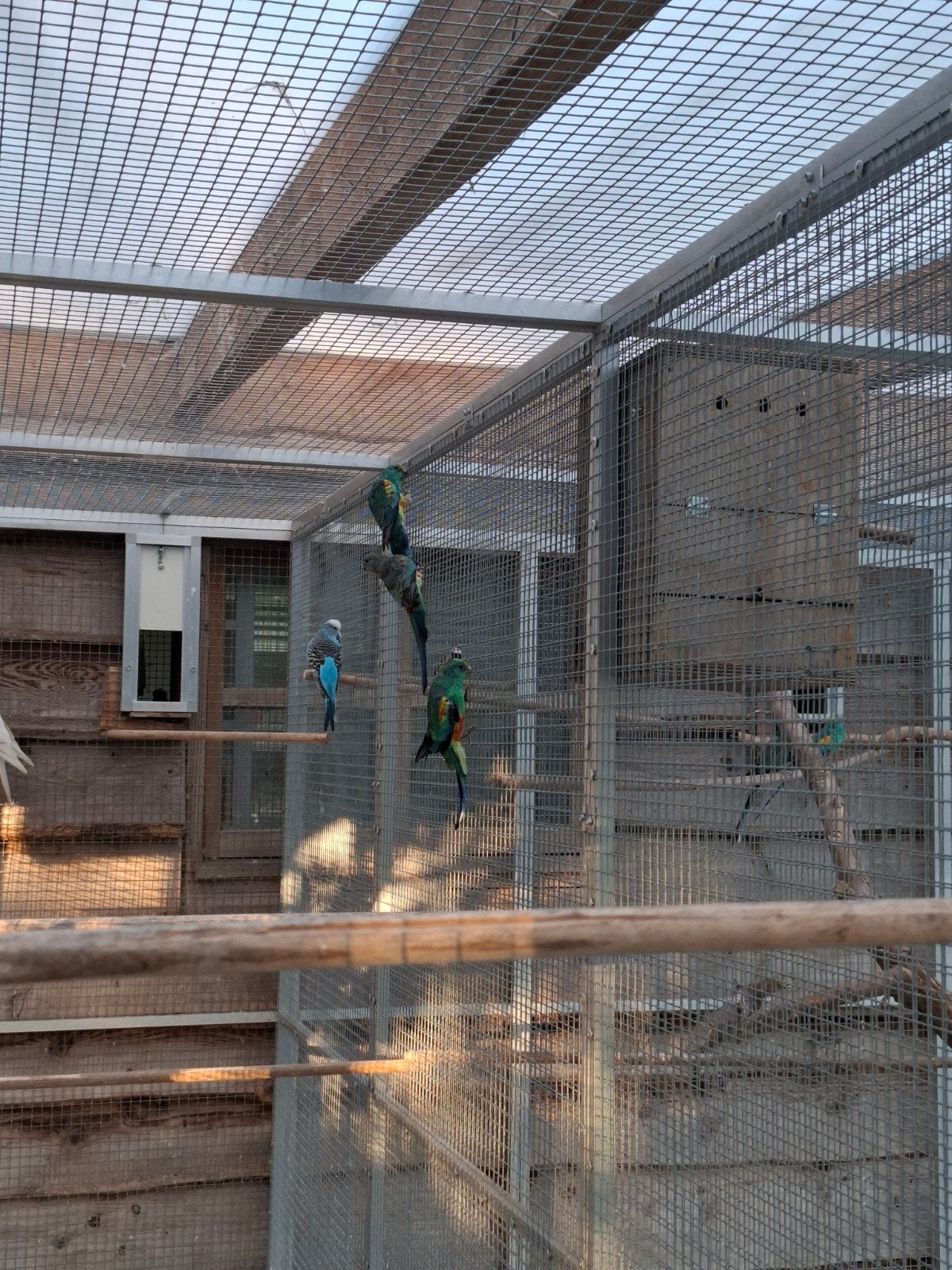 aangeboden 3 veelkleuren parkieten, Meerdere dieren, Parkiet, Geringd