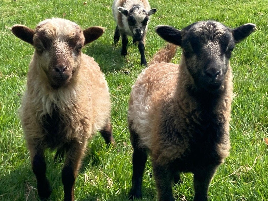 wol van ouessantschaapjes  spinnen  vilten, Hobby en Vrije tijd, Spinnewielen en Spinnen, Ophalen of Verzenden, Zo goed als nieuw