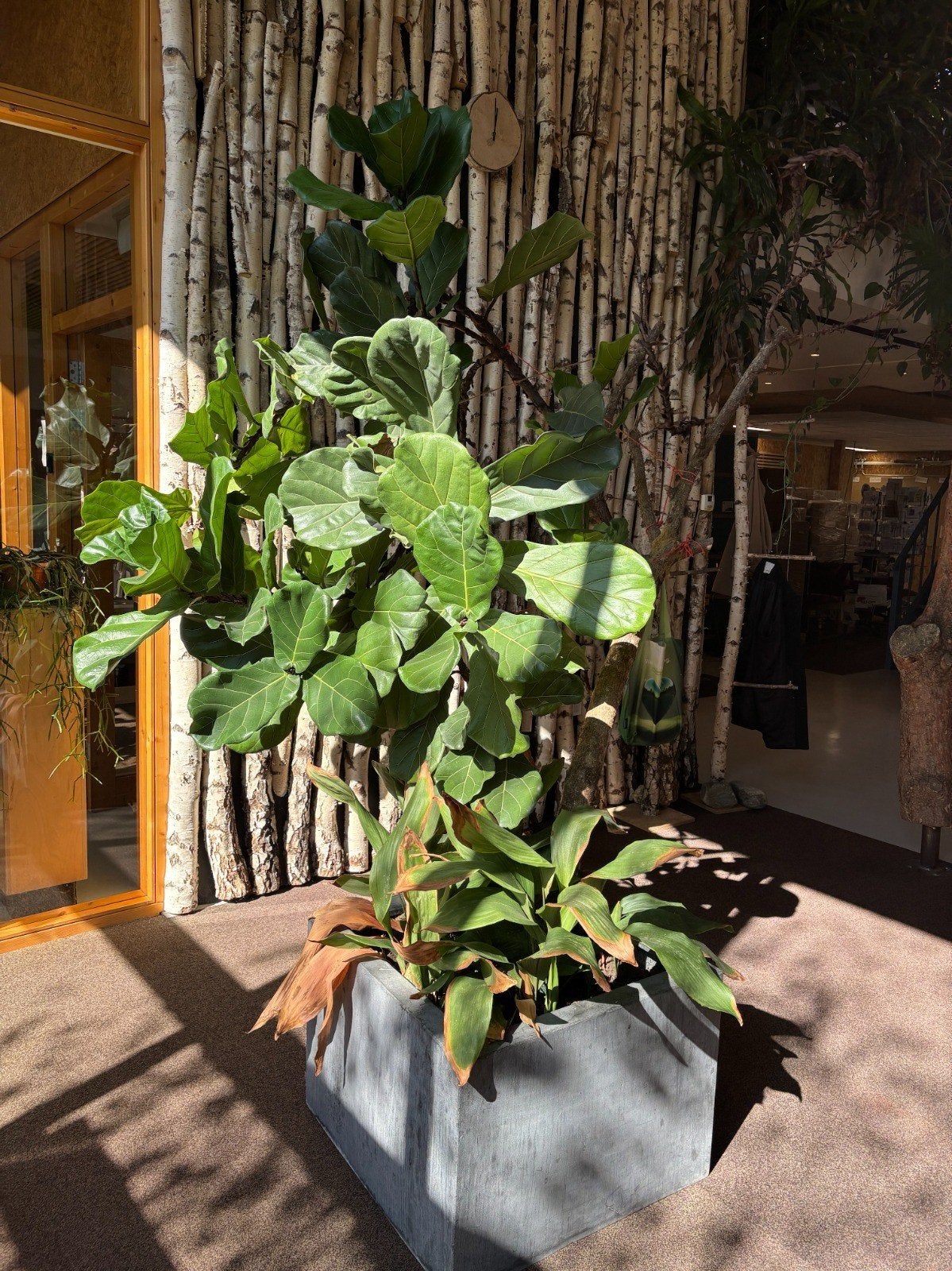 Grote vijgenplant / Ficus lyrata 240 cm incl. plantenbak, Ophalen, Volle zon, Overige soorten, 100 tot 250 cm