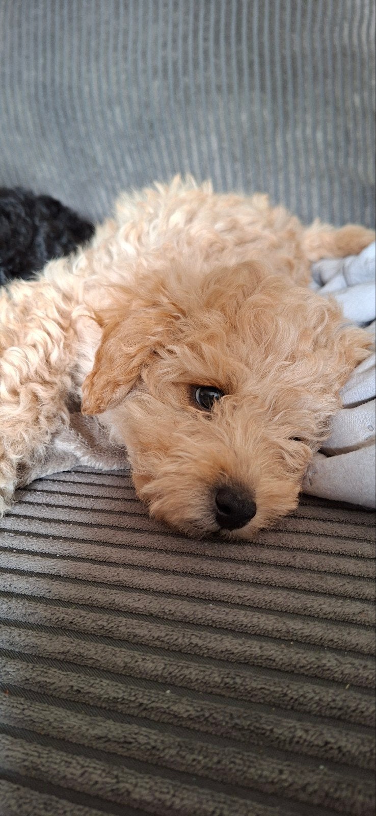 Nog maar 2 lieve, aanhankelijke toy X dwerg poedel  reutjes, Poedel, 8 tot 15 weken, Parvo, Meerdere