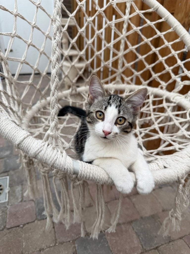 Three lovely kittens looking for caring homes, Poes, 0 tot 2 jaar