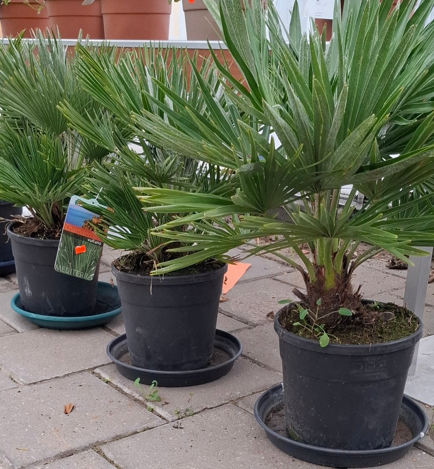 Chamerops vulcano palm winterhard., Tuin en Terras, 100 tot 250 cm, Zomer, Palmboom, Ophalen