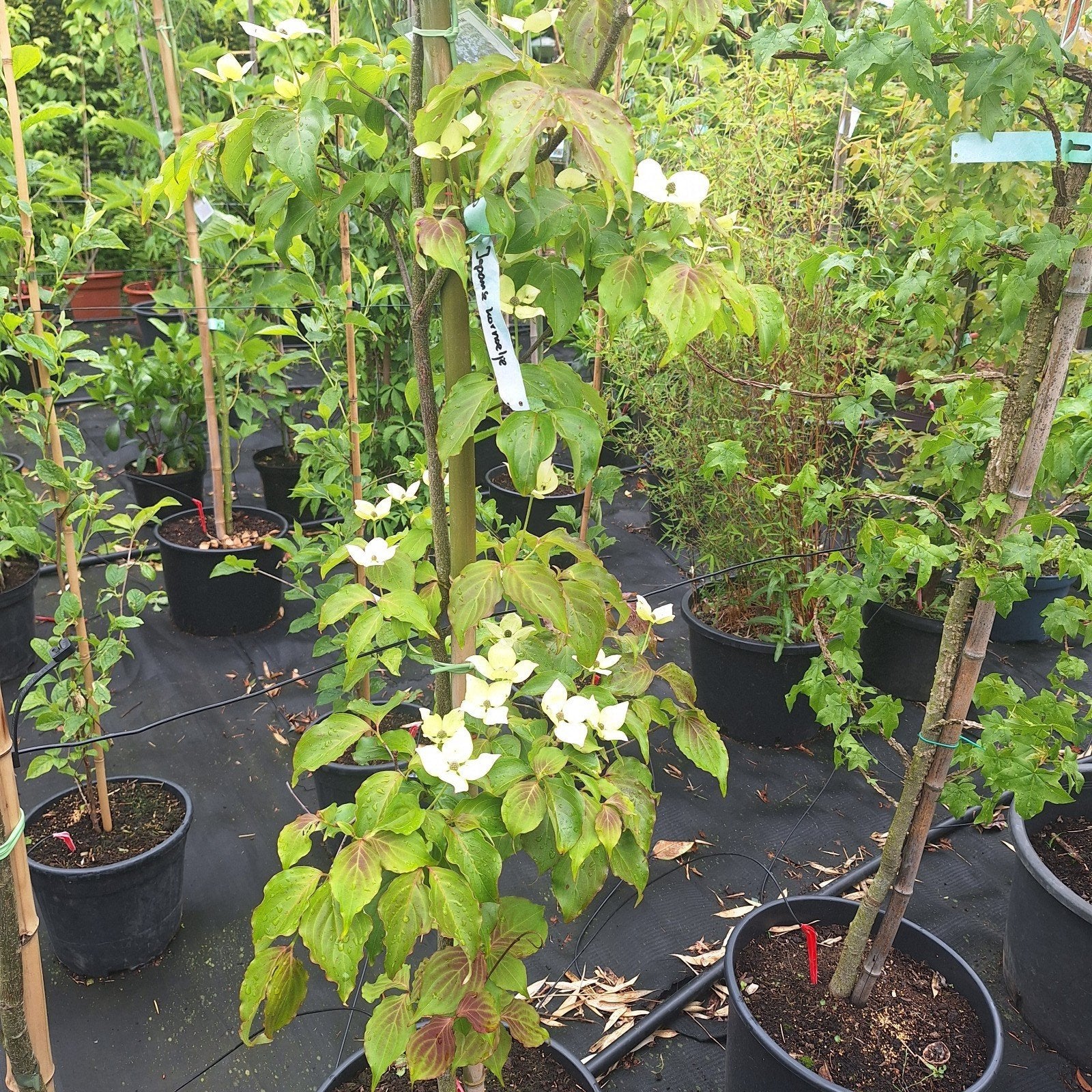 Japanse kornoelje 'Cornus kousa chinensis', Vaste plant, Halfschaduw, Lente, Ophalen