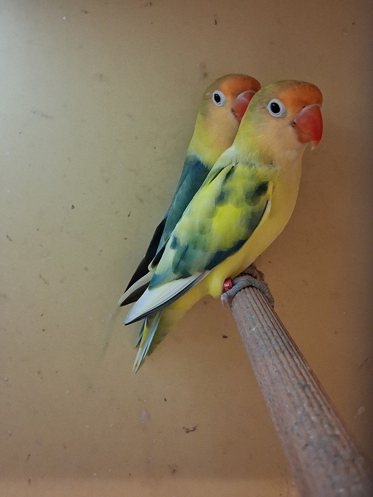 te koop Mooi koppel fischeri, Dieren en Toebehoren, Meerdere dieren, Dwergpapegaai of Agapornis, Geringd