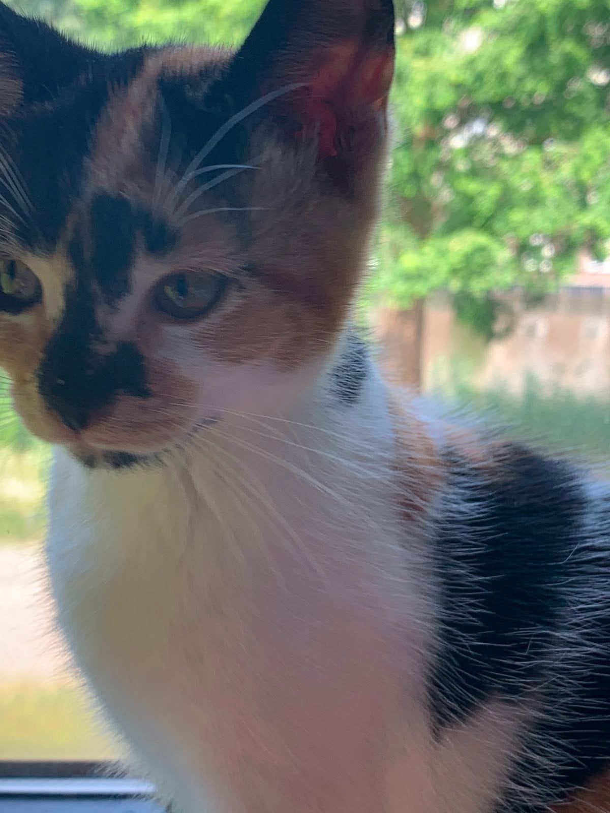 lieve kitten zoekt een voor altijd huis, Poes, 0 tot 2 jaar