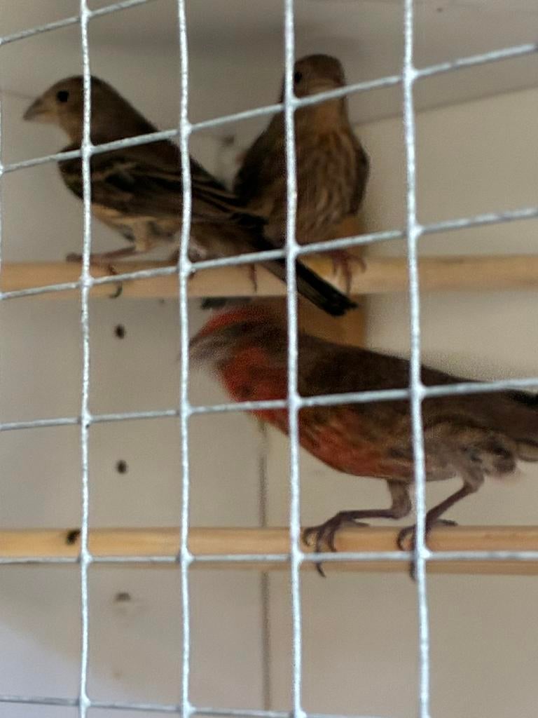 Roodmussen 2poppen 1man, Dieren en Toebehoren, Meerdere dieren
