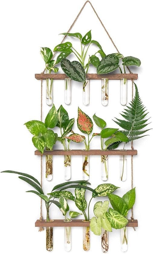 Stekjes ruilen voor leuke hang/kamerplanten, Ophalen