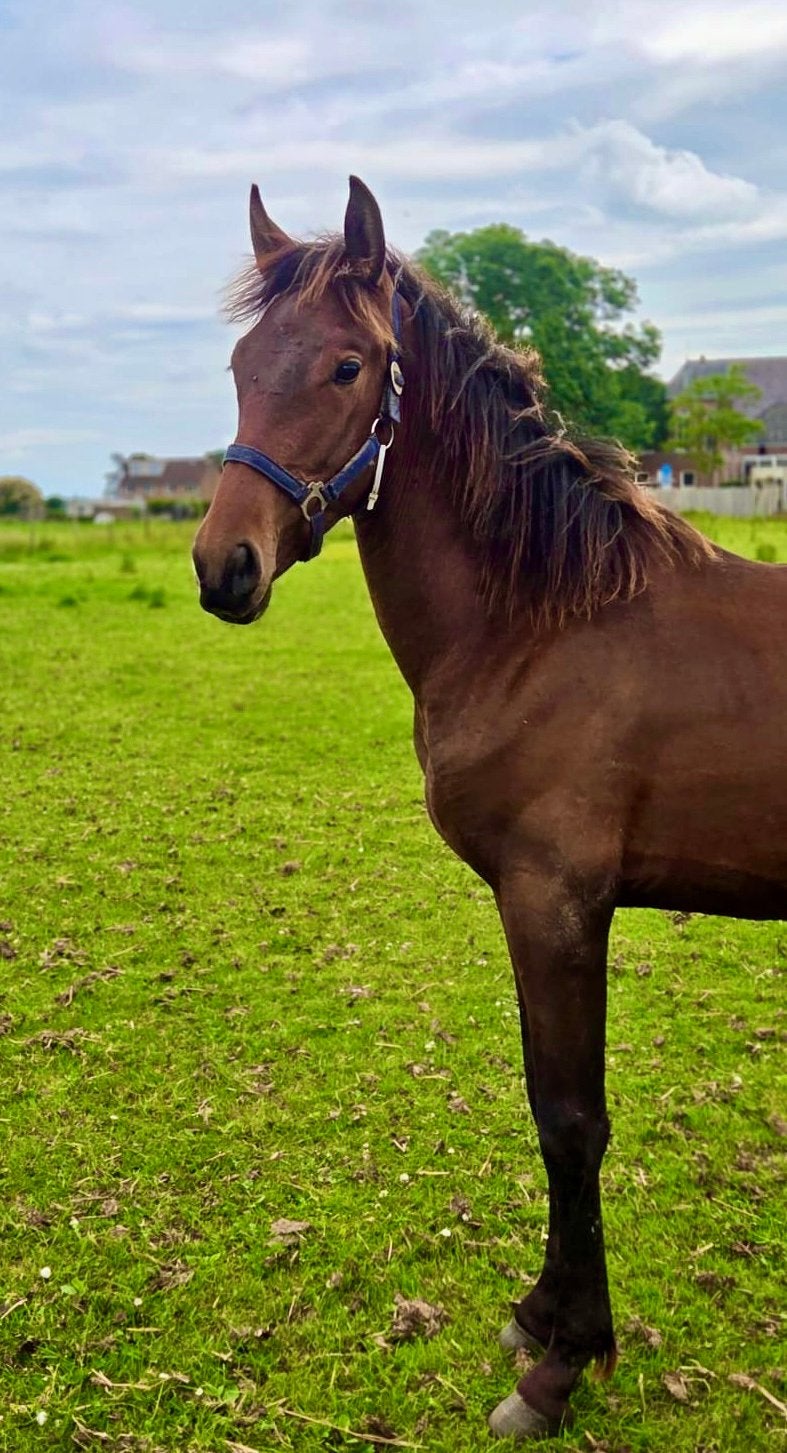 PRE Andalusier, Dieren en Toebehoren, Paarden, Merrie, 0 tot 2 jaar, Dressuurpaard