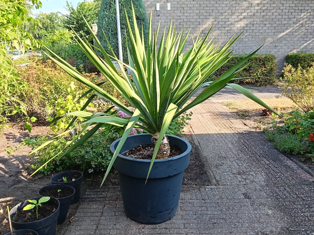 Yucca (Gloriosa) 150 Cm doorsnede in kuip 60 Cm, Ophalen, Vaste plant, Overige soorten, Volle zon