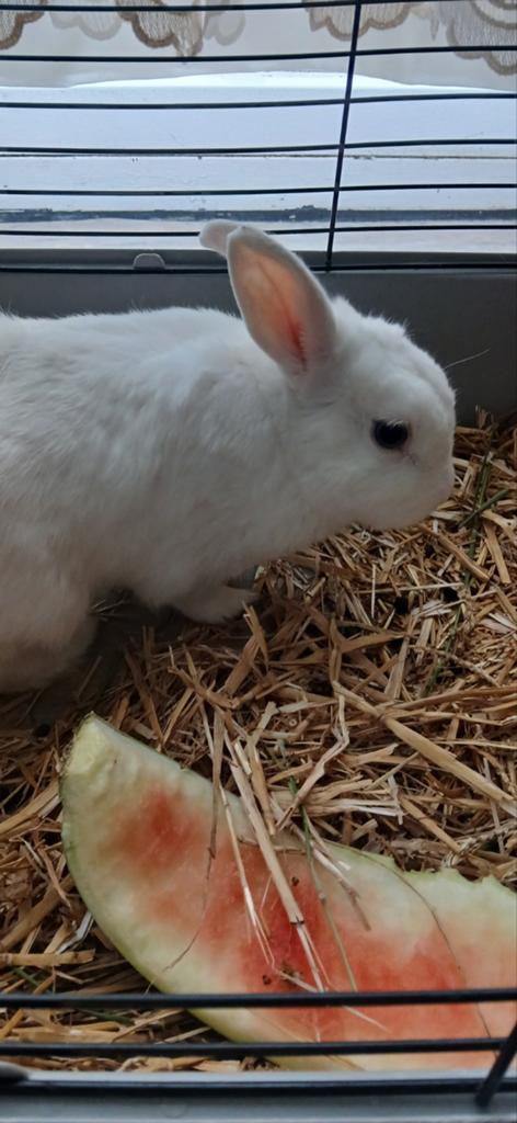 Hele leuke franse blauwe ogen konijntje, Dieren en Toebehoren, Konijnen, Mannelijk, Middelgroot, Hangoor, 0 tot 2 jaar