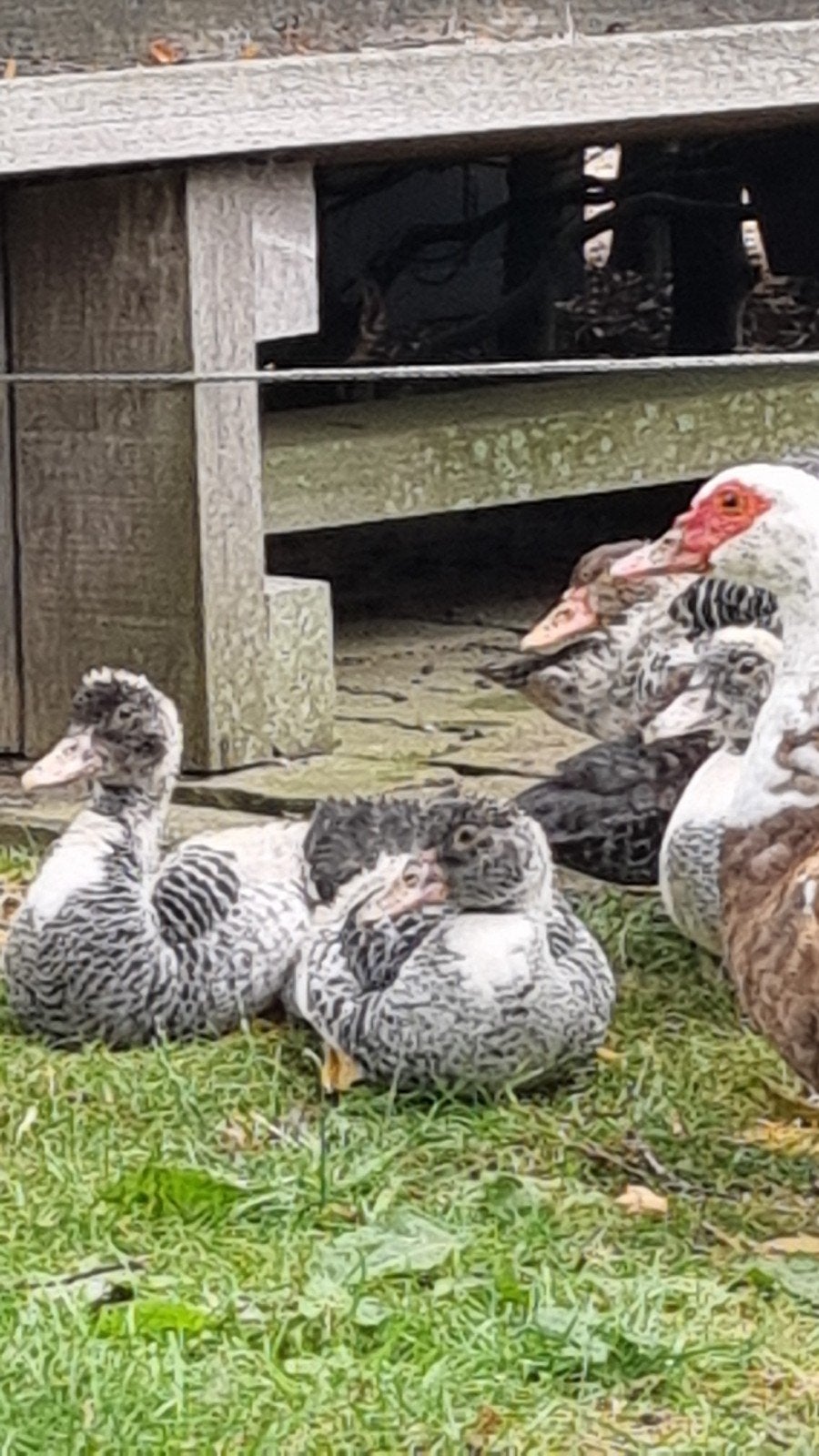 Te Koop; mooie jonge Kaapse eenden., Meerdere dieren, Eend