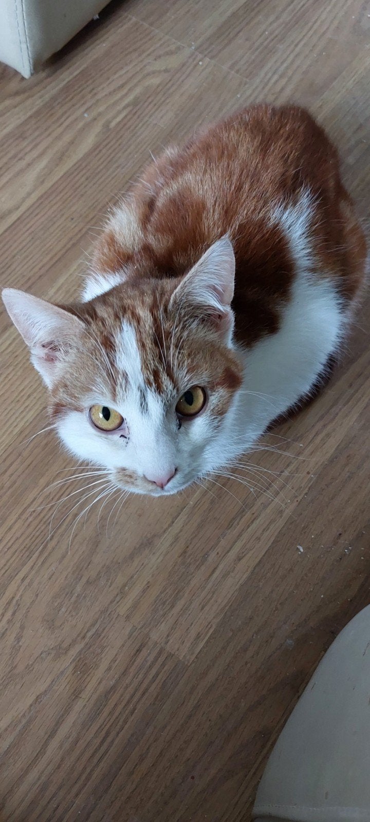 gratis, Kater