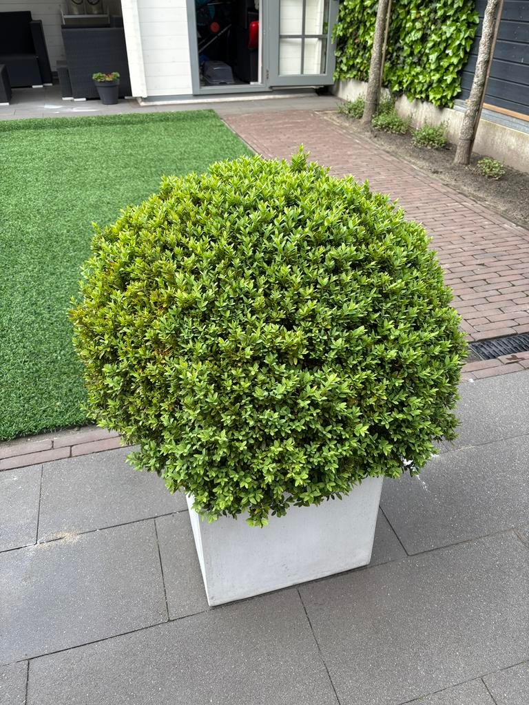 Buxus bol, diameter 80cm, Tuin en Terras, Ophalen, Buxus, Minder dan 100 cm