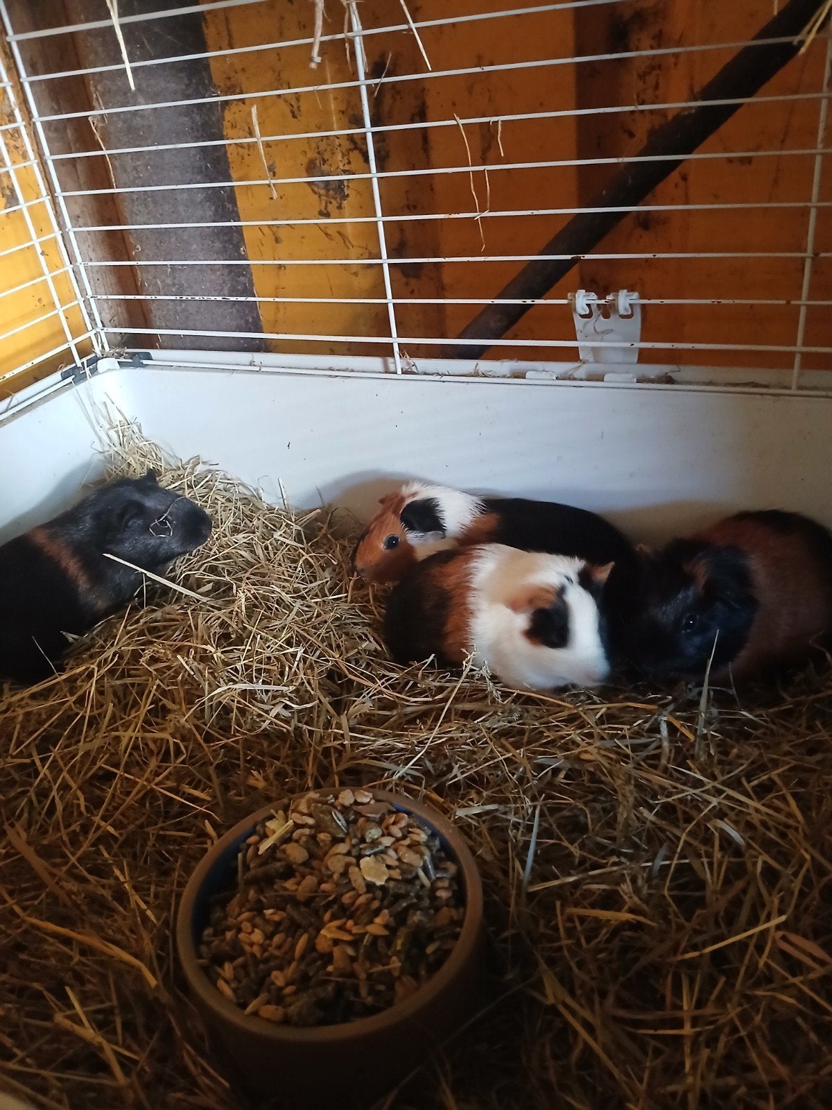 cavia, Juli, Meerdere dieren, Cavia