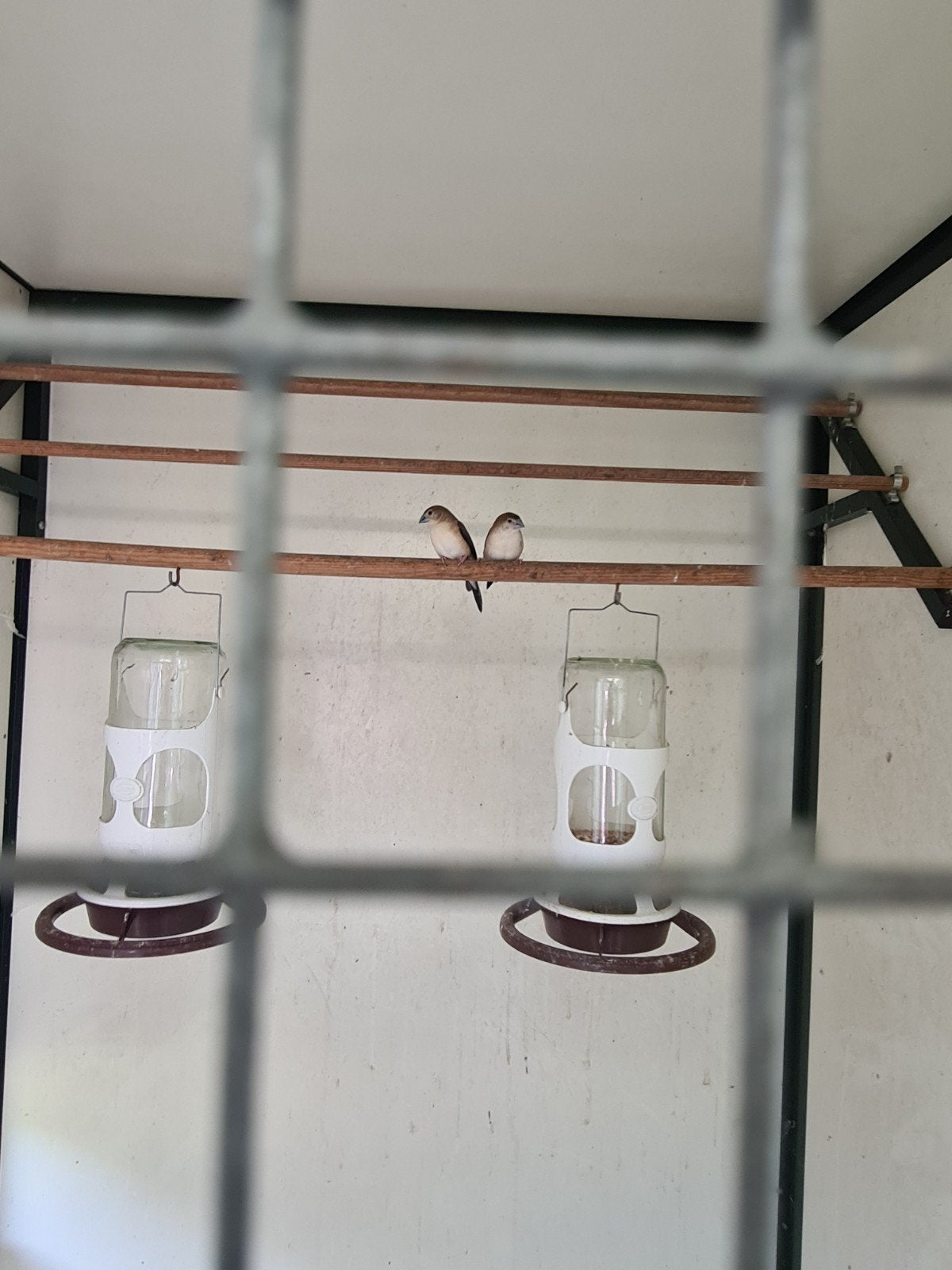 Loodbekje te koop, Dieren en Toebehoren, Vrouwelijk, Tropenvogel, Geringd