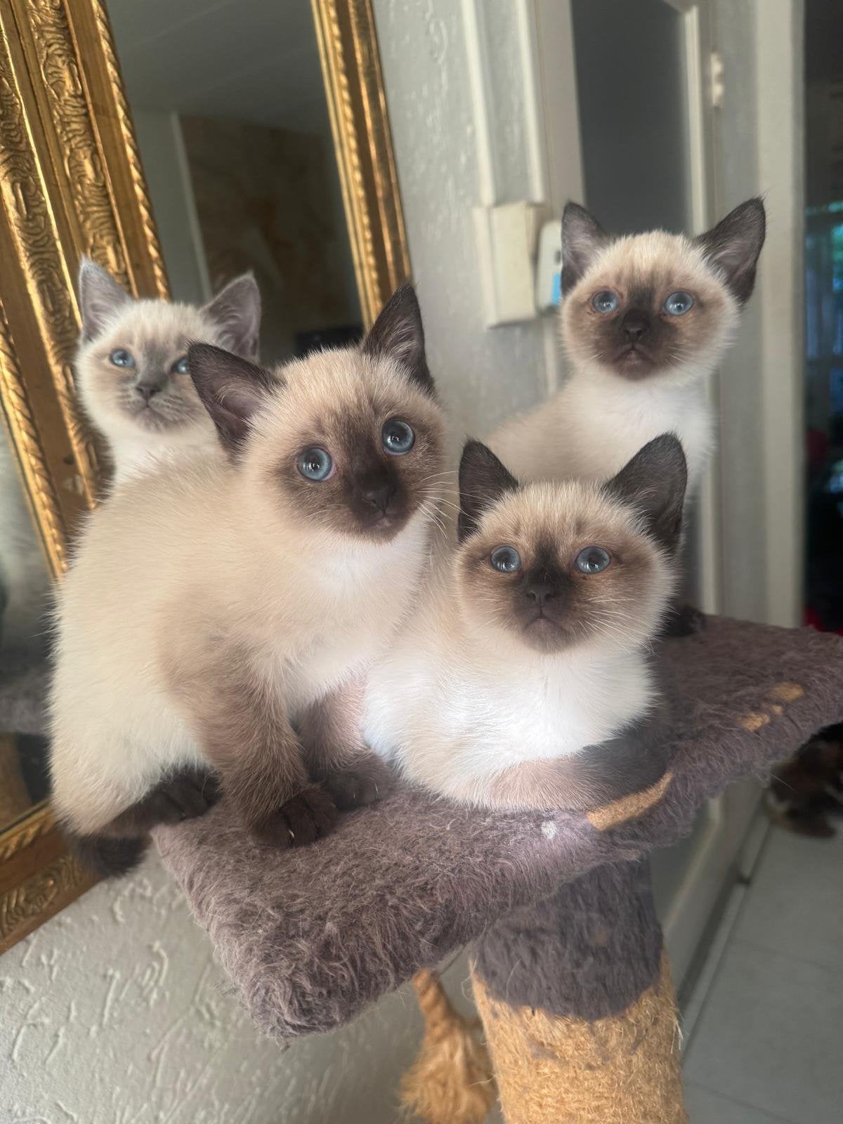 Lieve siamees (jes) te koop, Dieren en Toebehoren, Meerdere dieren