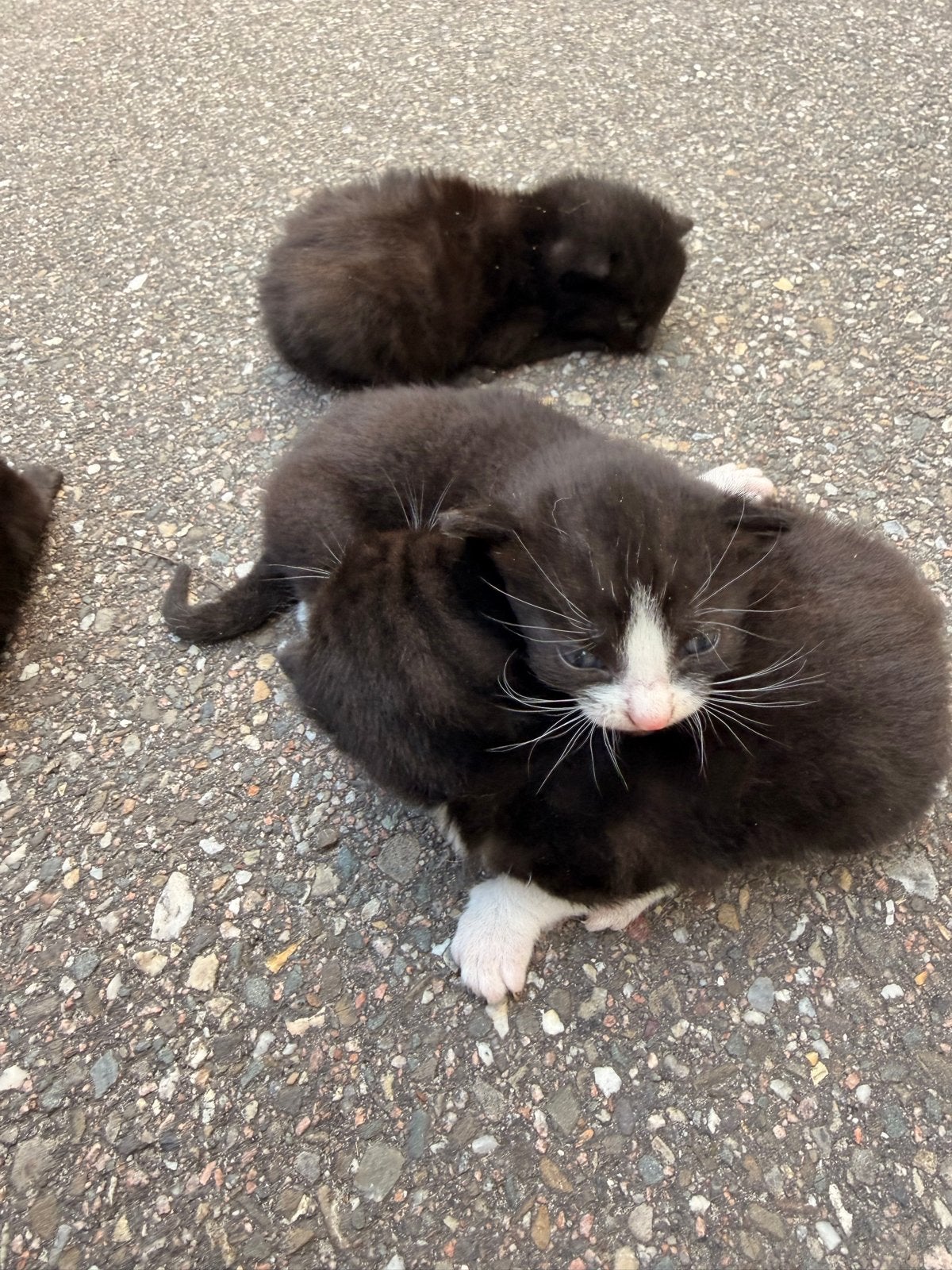 Kittens , 4 jonkies, Geslacht onbekend
