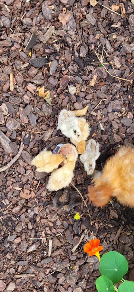 Broedeieren zijdehoen kriel zijdehoender broedeitjes, Dieren en Toebehoren, Pluimvee, Geslacht onbekend, Kip