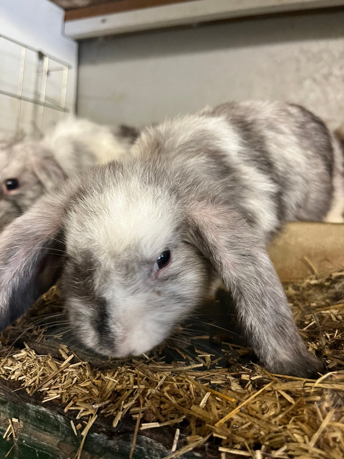 Te koop Hangoor Dwerg konijntjes, Dieren en Toebehoren, Konijnen, Meerdere dieren, Dwerg, Hangoor