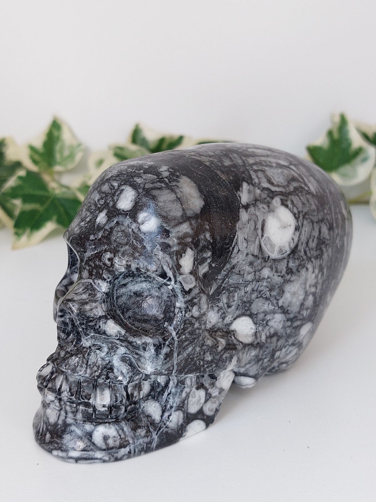 Krachtige long skull van Fosielsteen, Ophalen of Verzenden, Nieuw