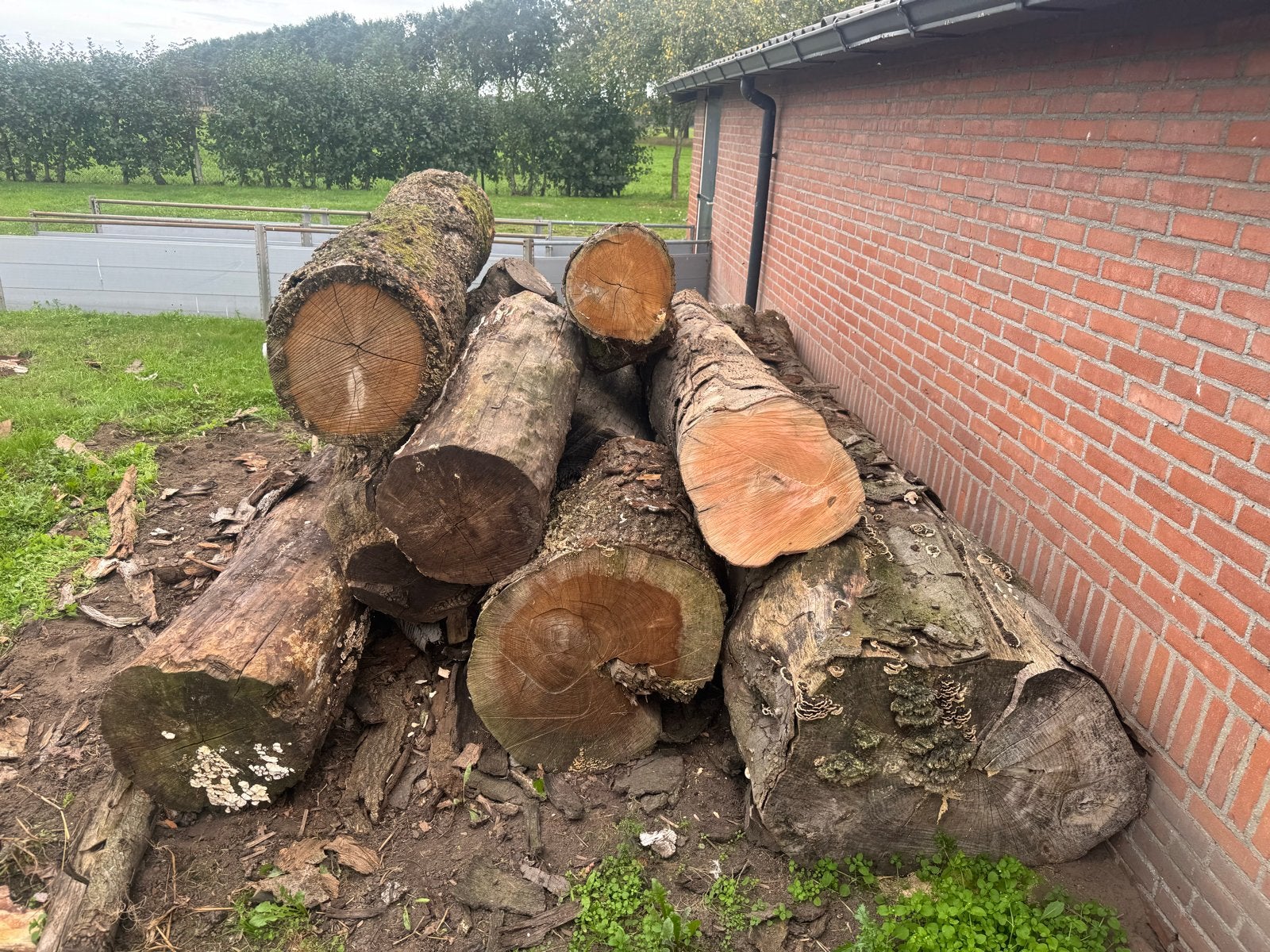 boomstammen voor brandhout, 6 m³ of meer, Ophalen, Overige houtsoorten, Stammen