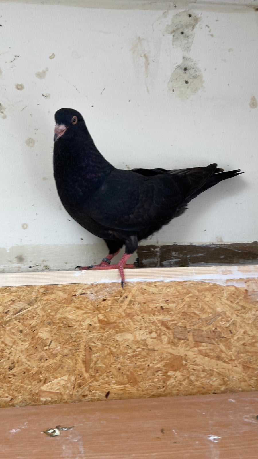 Jonge reuzen duiven, Meerdere dieren, Overige soorten