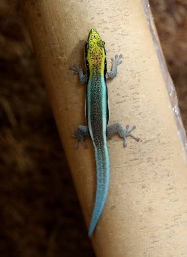 Phelsuma Klemmeri man 1,5 jaar, 0 tot 2 jaar