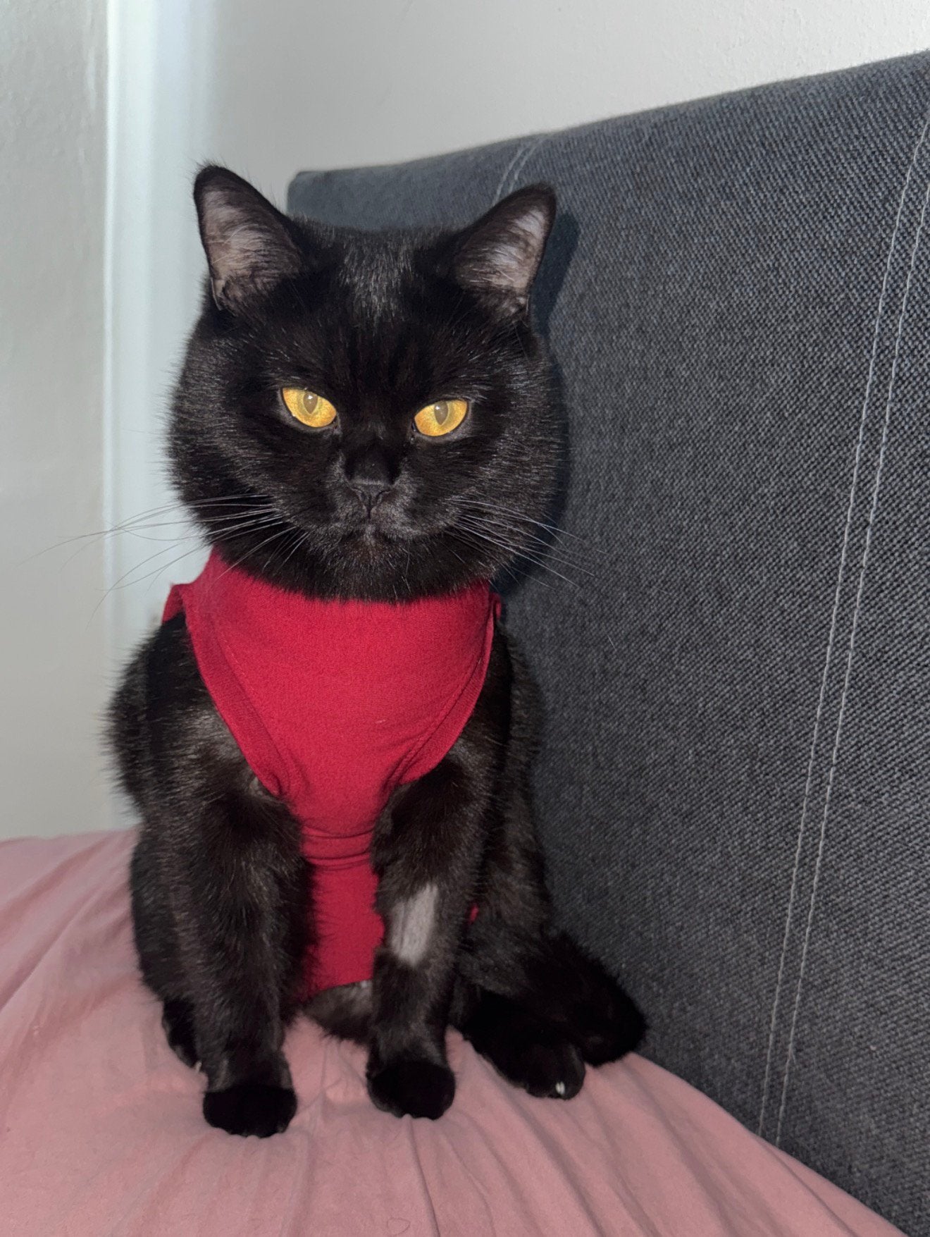 Britse korthaar donker bruin 2 jaar, Poes, Gechipt