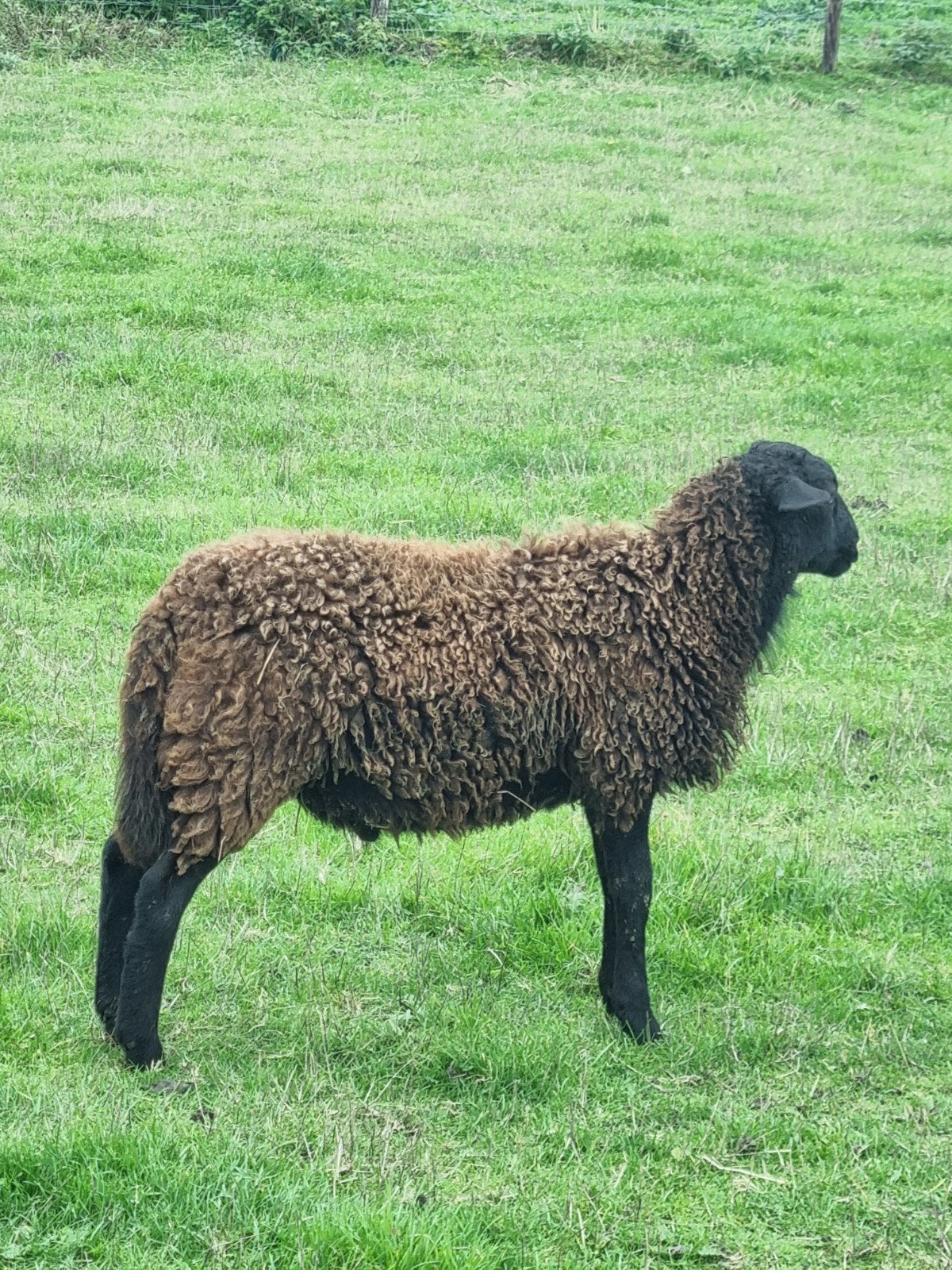 diverse kruisingen rammen en ooien te koop