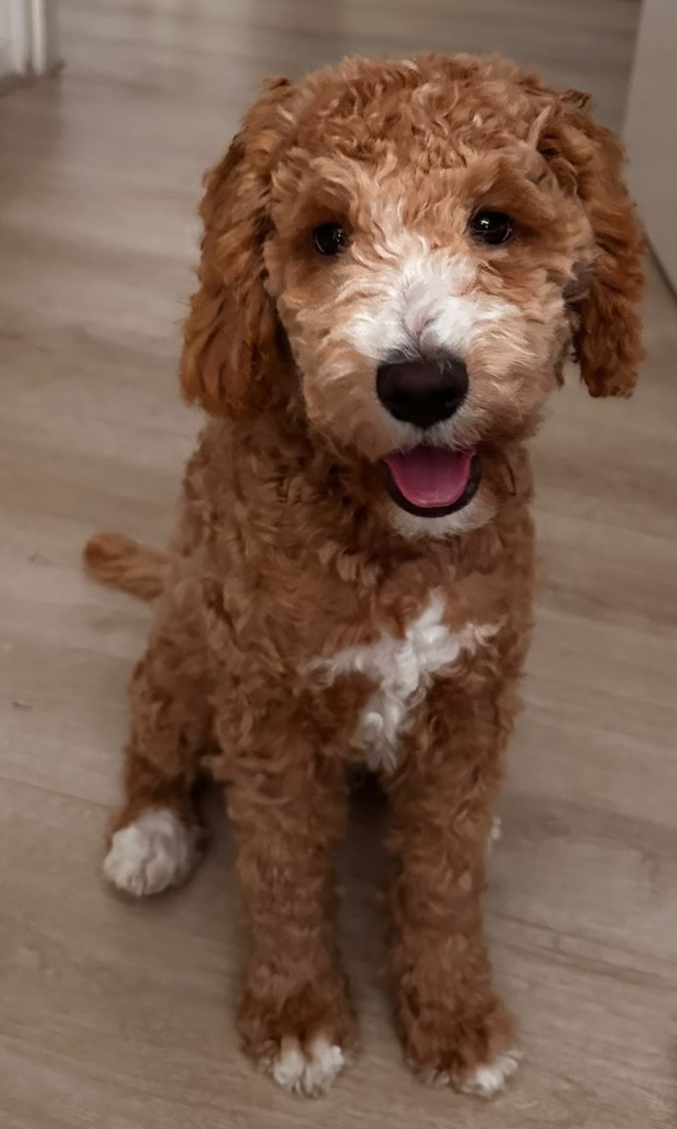 Lieve Pup Doodle, Dieren en Toebehoren, Honden | Retrievers, Spaniëls en Waterhonden, 15 weken tot 1 jaar, Parvo, Eén hond, Nederland