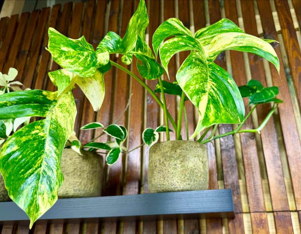 Epipremnum Golden Flame p12, Huis en Inrichting, Kamerplanten, Overige soorten, In pot, Minder dan 100 cm, Groene kamerplant