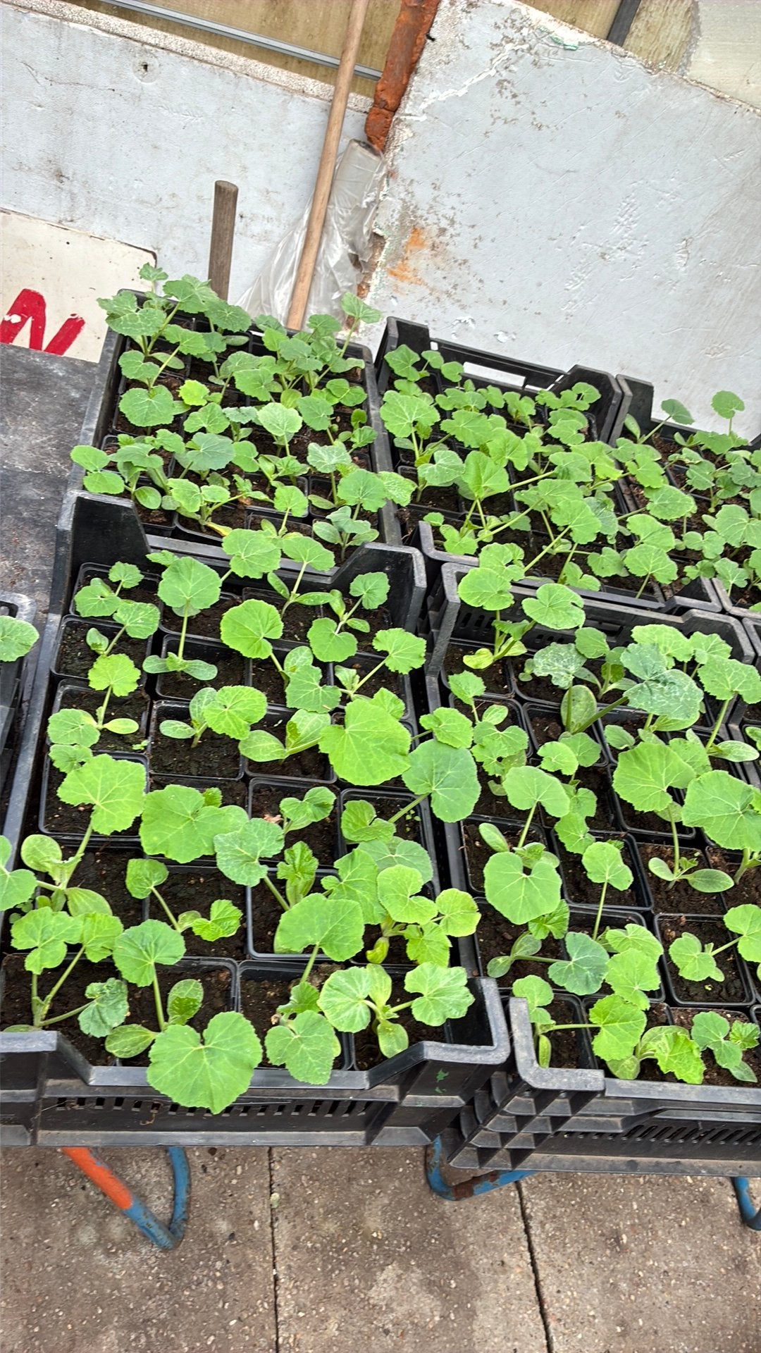 Pompoenen planten sierfruit div soorten, Ophalen of Verzenden, Overige soorten, Volle zon