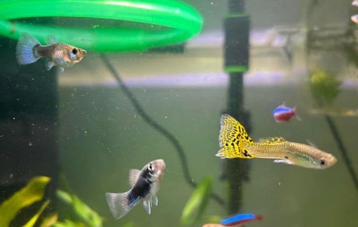 Guppies, Vis