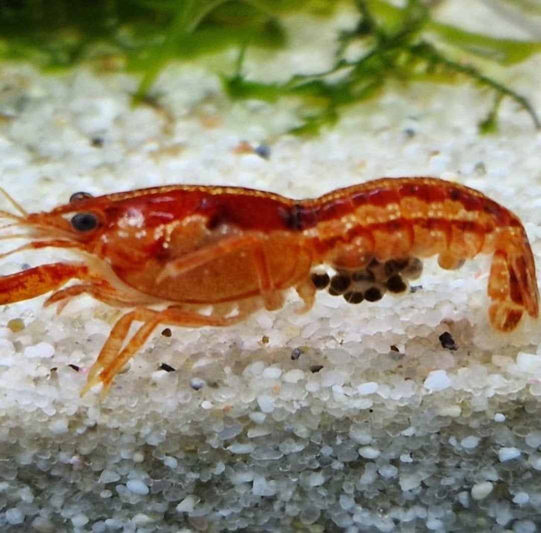 CPO KREEFTJES,  DWERGKREEFTJES VOOR IN HET AQUARIUM vanaf€4, Dieren en Toebehoren, Vissen | Aquariumvissen, Kreeft, Krab of Garnaal