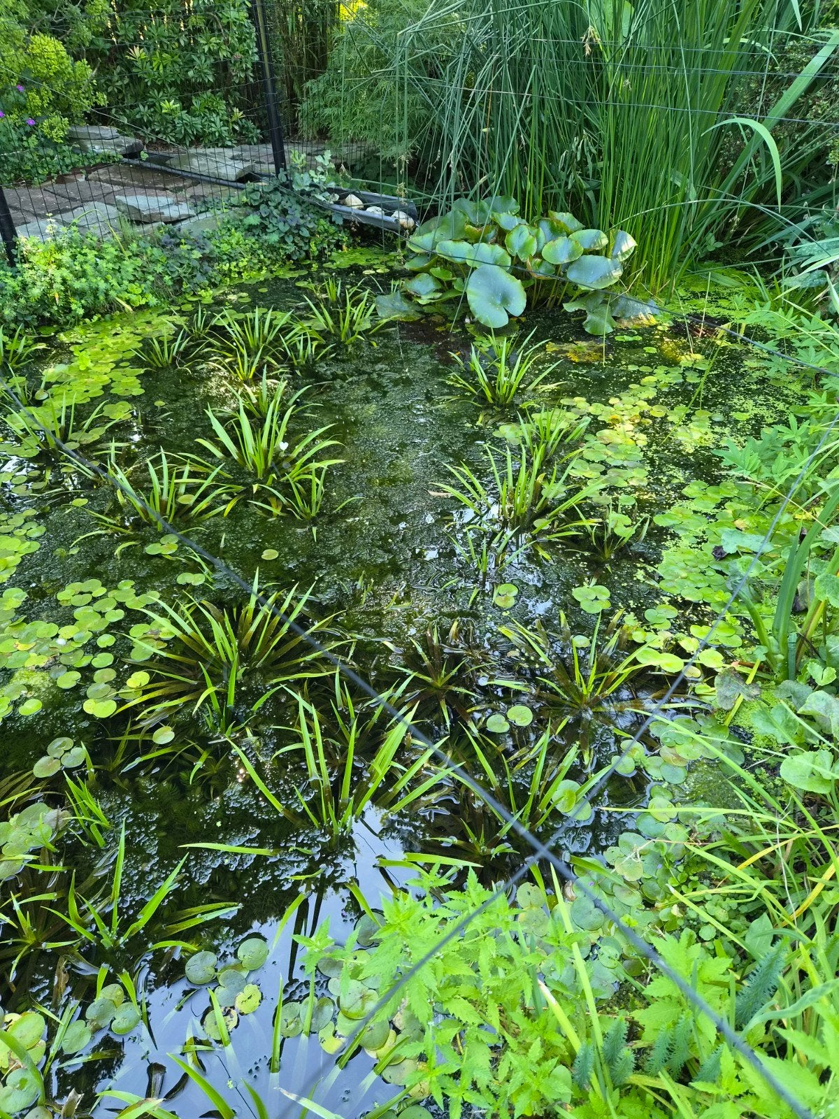 vijverplanten, Ophalen