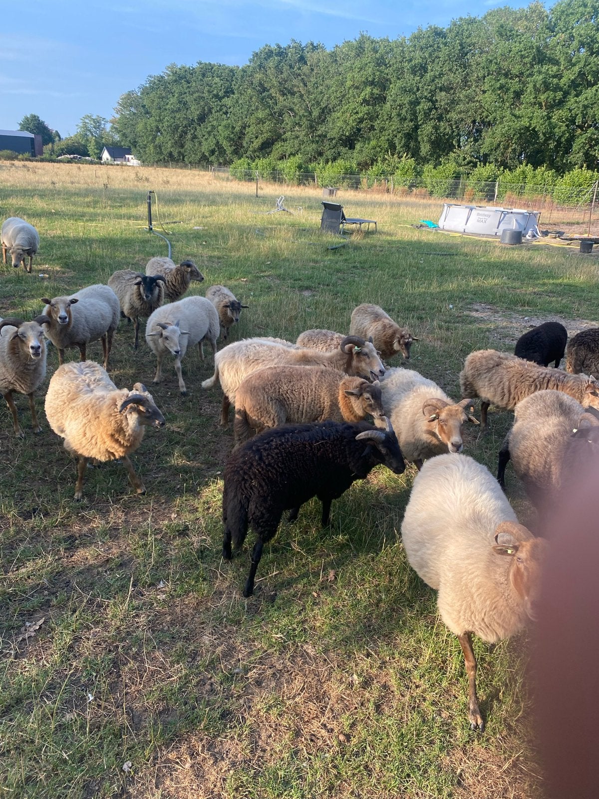 Drents heideschaap ooien en rammen, Dieren en Toebehoren, Schapen, Geiten en Varkens, Meerdere dieren, Schaap