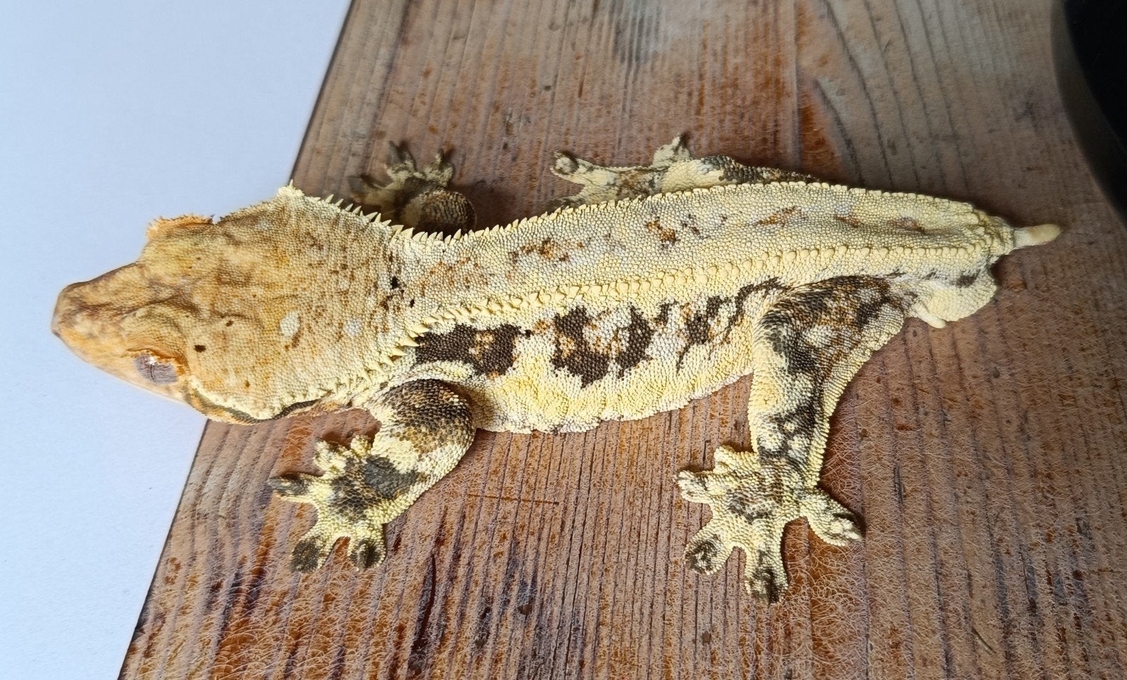 Wimpergekko man Lilly White Crested Gecko photo 8
