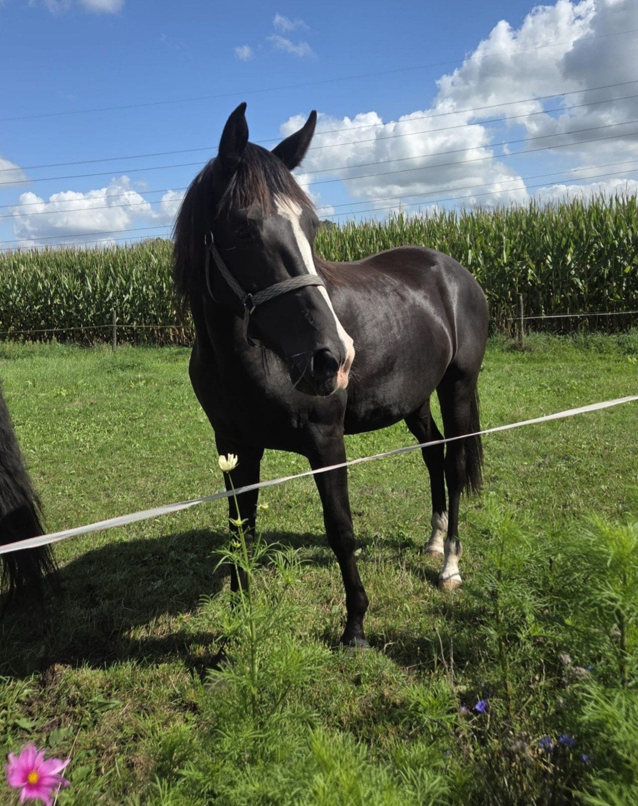 Ruin, Dieren en Toebehoren, Ruin, Dressuurpaard, 3 tot 6 jaar