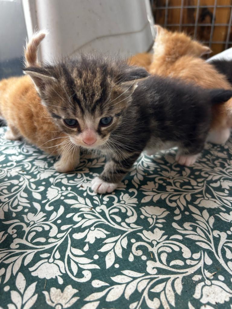 Kitten Katers, Dieren en Toebehoren, Katten en Kittens | Overige Katten, Kater