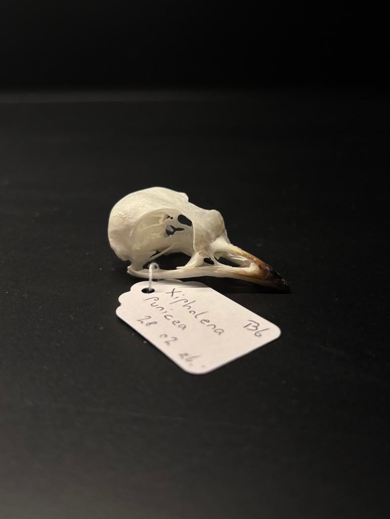 schedel Xipholena punicea, Ophalen of Verzenden, Zo goed als nieuw, Overige merken