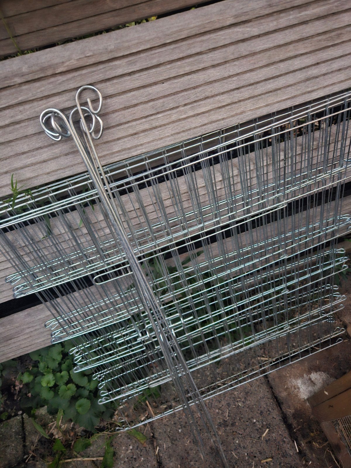 Konijnenren, Dieren en Toebehoren, Ophalen, 60 tot 90 cm, Cavia, Ren