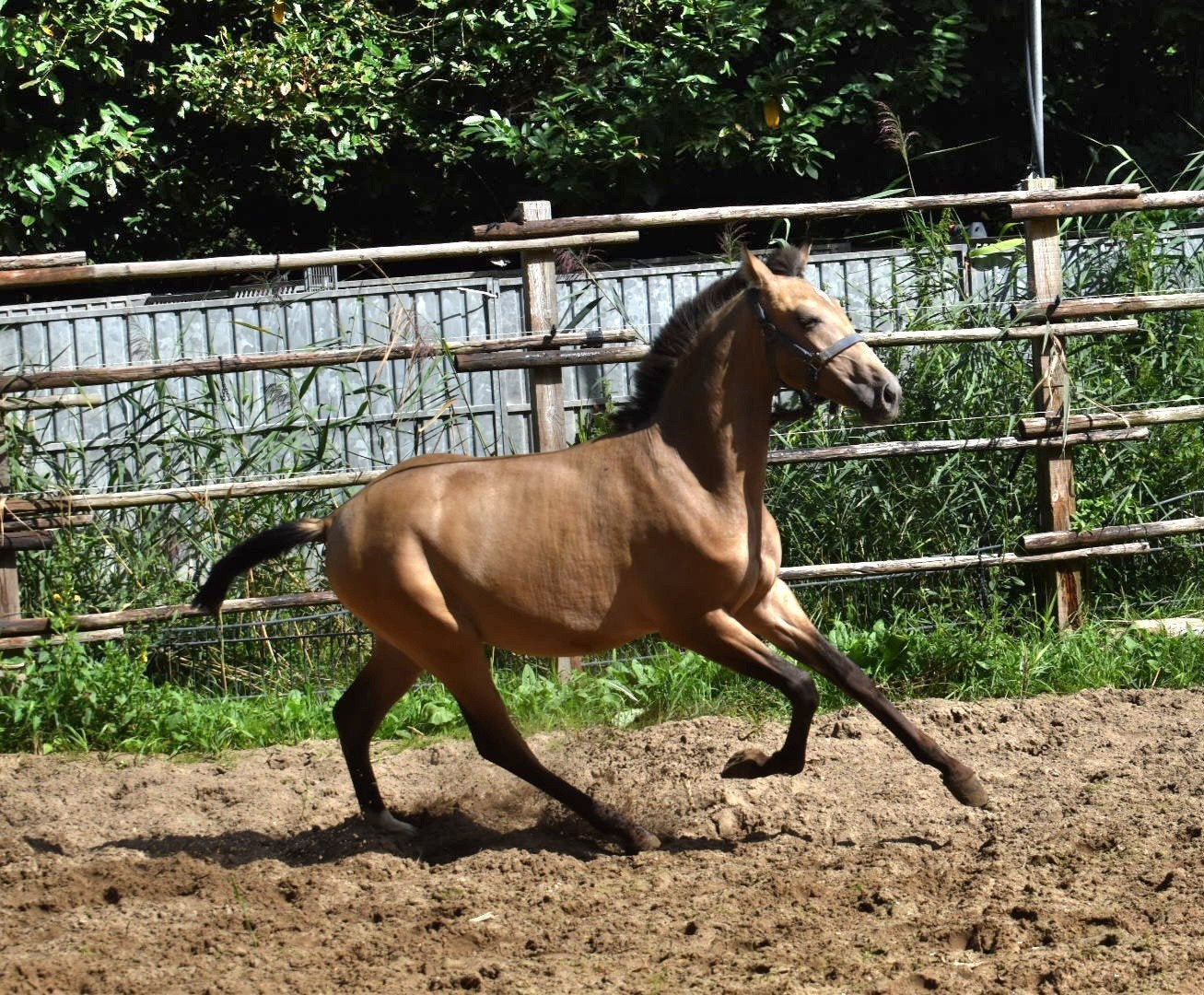 Foto 12 van jonge veelbelovende pre paarden ELITE PAPIEREN