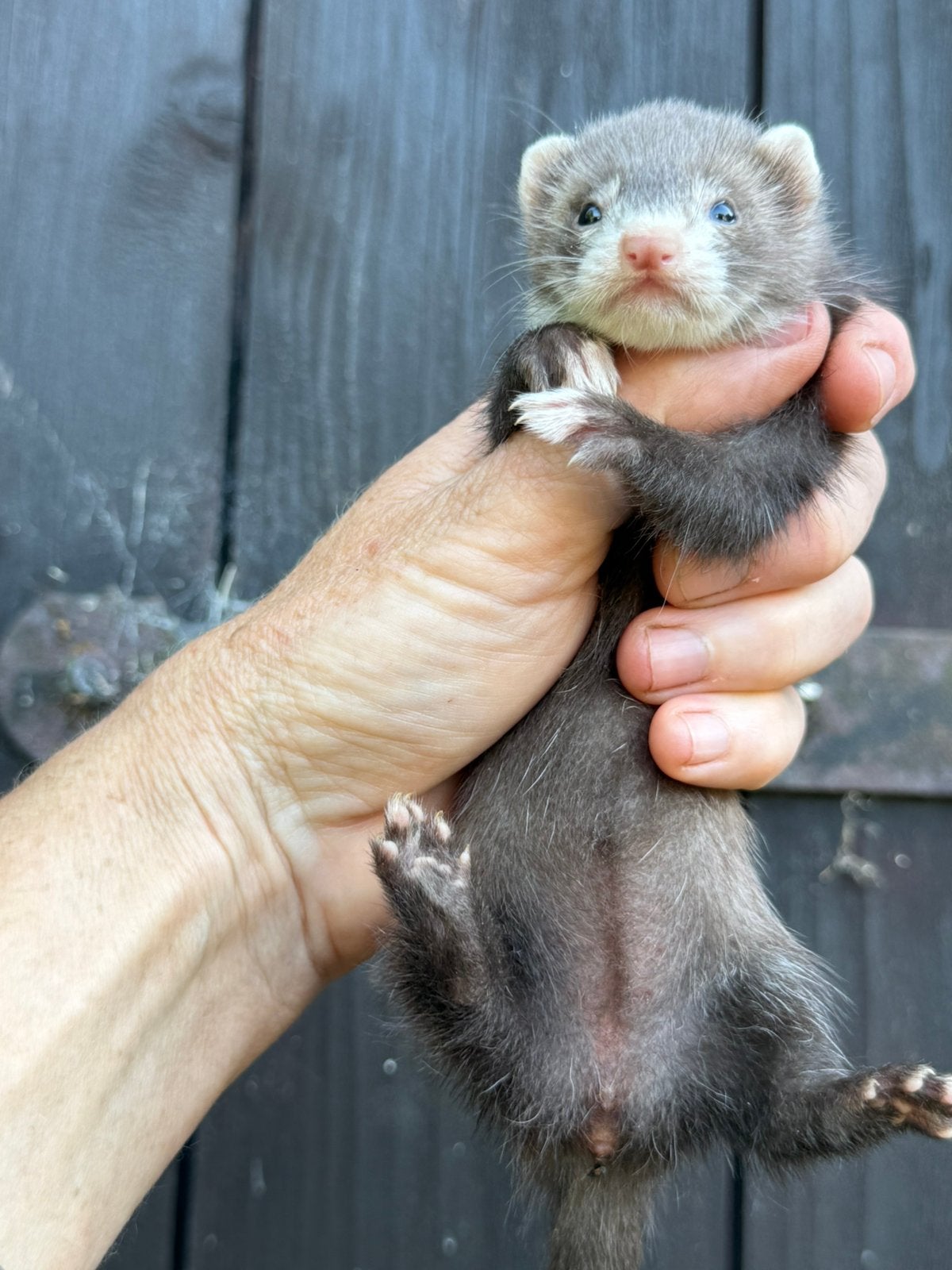 Jonge fret, fret pup, moertje, meisje, Mei, Vrouwelijk